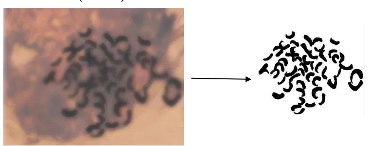 Gambar 11: kromosom binahong (K3) dengan   Gambar 12 : kromosom dengan 