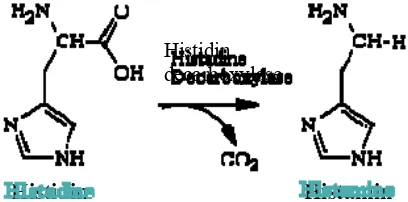 Gambar 3 Proses dekarboksilase histidin menjadi histamin (Keer et al. 2002). 