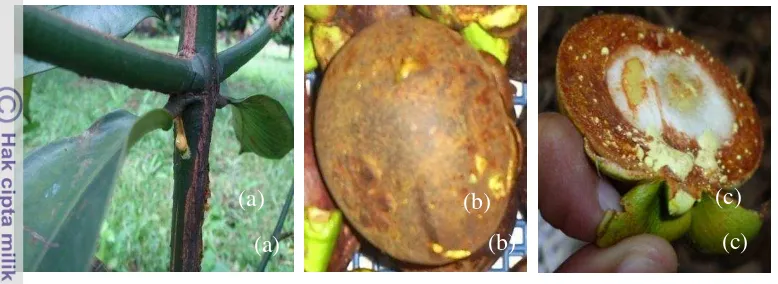 Gambar 1. Getah kuning pada tanaman manggis: (a) pada batang, (b) pada kulit 