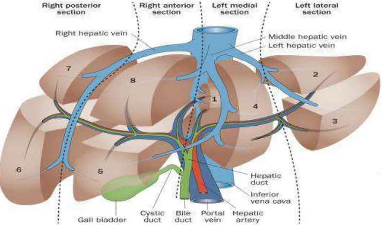 Gambar 2.1. Anatomi Hati (Britannica, 2014) 