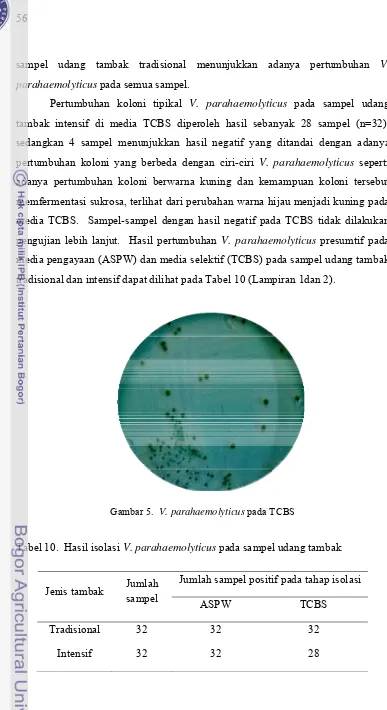 Gambar 5.  V. parahaemolyticus pada TCBS 