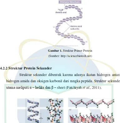 Gambar 1. Struktur Primer Protein  