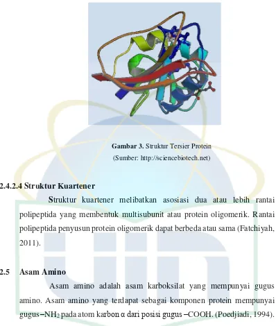 Gambar 3. Struktur Tersier Protein  