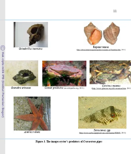 Figure 3. The images oyster’s predators of Crassostrea gigas