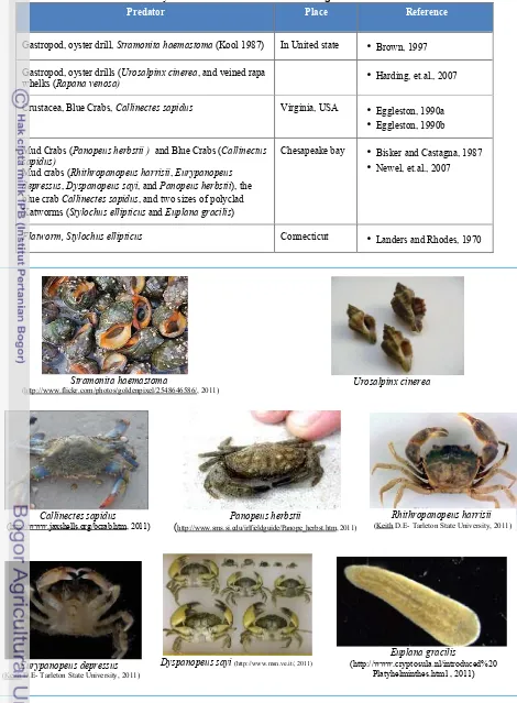 Table 2. Oyster’s Predators of Crassostrea virginica