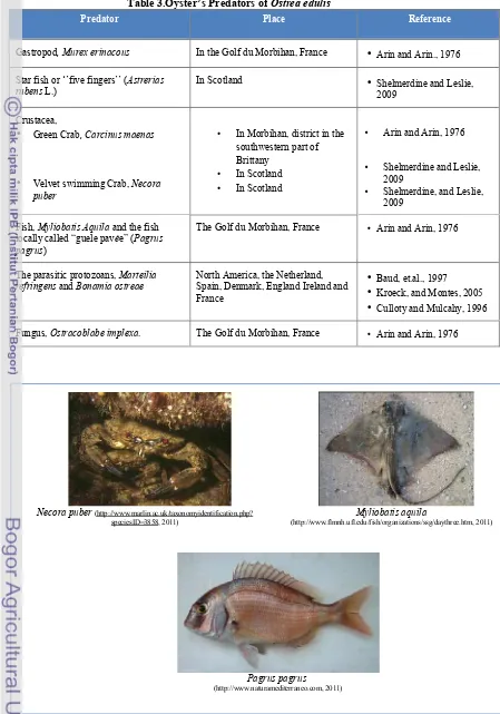 Table 3.Oyster’s Predators of Ostrea edulis