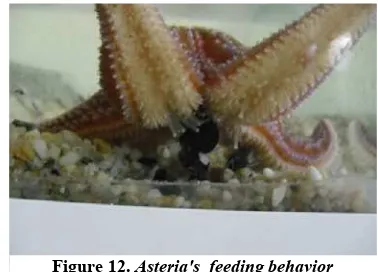 Figure 12. Asteria's  feeding behavior