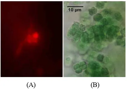 Gambar 4 (A) Pengamatan hasil verifikasi lipid dengan mikroskop fluorescence  .  (B) Pengamatan morfologi isolat mikroalga dengan mikroskop   cahaya