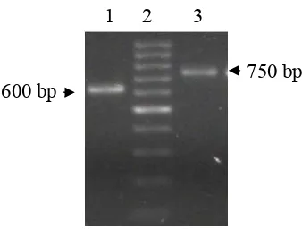 Gambar 6 Hasil Amplifikasi DNA (PCR) gen 18S rDNA (1) pita DNA yang dihasilkan menggunakan primer forward-reverse SR1-SR5 dengan panjang produk 600 bp (2) marker yang digunakan 1000 bp DNA Ladder (3) pita yang dihasilkan dengan menggunakan primer forward-r