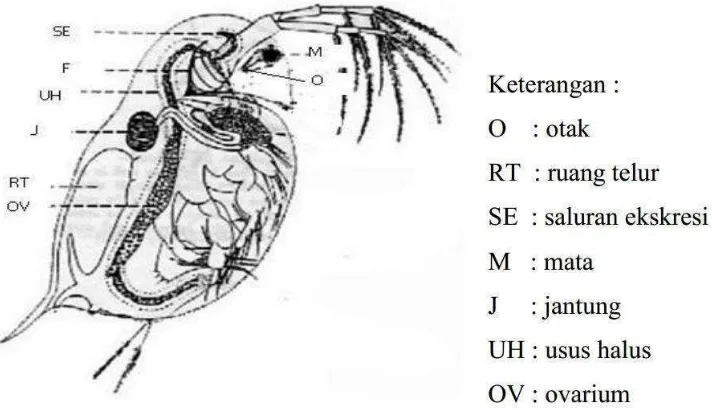 Gambar 1. Morfologi Daphnia sp. (Mokoginta, 2003) 
