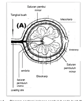 Gambar 1Diagram anatomi jaringan pembuluh pada buah WalnutDiagram 