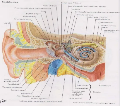 Gambar 2.1. Anatomi telinga 