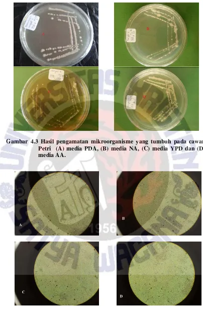 Gambar 4.3 Hasil pengamatan mikroorganisme yang tumbuh pada cawan 