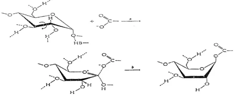 Gambar 3. Mekanisme reaksi gugus fungsional karboksil dari enzim ά-amilase pada pati (Metzler,1977 dalam Kamrudin,2000)