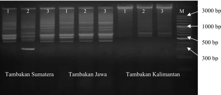 Tabel 3. Profil DNA tiga populasi ikan tambakan 