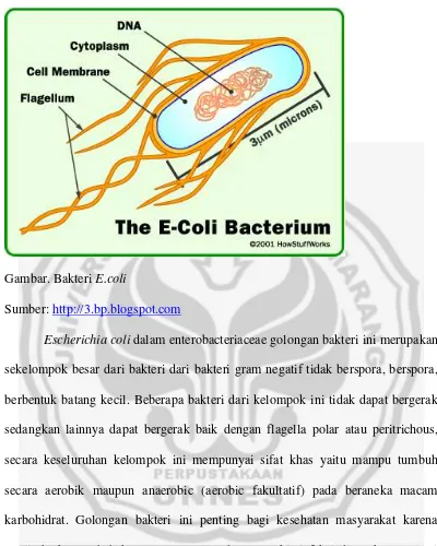 Gambar. Bakteri E.coli 