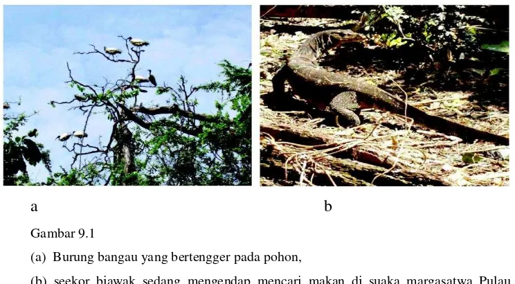 Gambar 9.1 (a)  Burung bangau yang bertengger pada pohon, 