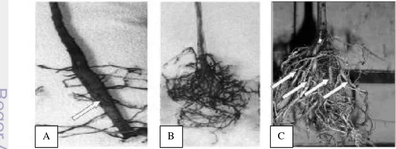 Gambar  1  Perakaran jati dari (A) biji, (B) kultur jaringan, (C) stek pucuk JUN (Soeroso dan Soetardjo 2009) 