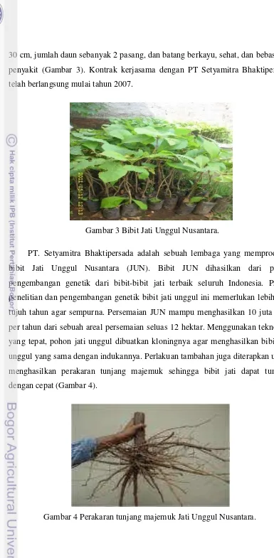Gambar 4 Perakaran tunjang majemuk Jati Unggul Nusantara.