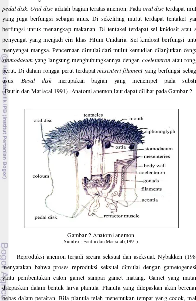 Gambar 2 Anatomi anemon. 