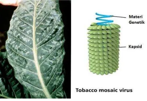 Gambar daun tembakau yang terserang mosaik, salah satu penyakit yang 