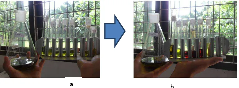 Gambar 27. Pengujian Terpen (a) ekstrak tumbuhan beracun yang akan diuji dan (b) ekstrak tumbuhan beracun diatas kertas TLC 