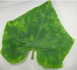 Gambar 4 Gejala mosaik hijau pada tanaman mentimun varietas Yupiter yang terinfeksi SqMV 