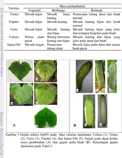 Tabel 2 Perkembangan gejala infeksi SqMV pada lima varietas mentimun sejak masa pertumbuhan vegetatif sampai berbuah 