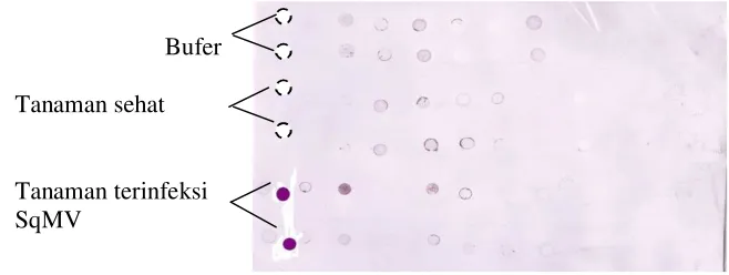 Gambar 6 Hasil pengujian benih F1 dari lima varietas mentimun dengan metode DIBA menggunakan antiserum SqMV