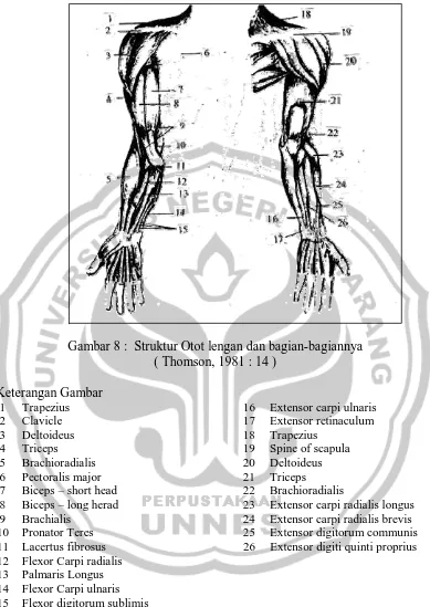 Gambar 8 :  Struktur Otot lengan dan bagian-bagiannya  ( Thomson, 1981 : 14 )  