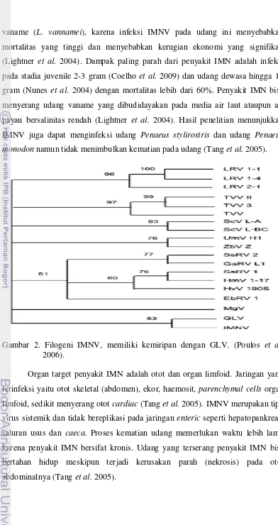 Gambar 2. Filogeni IMNV, memiliki kemiripan dengan GLV. (Poulos et al. 