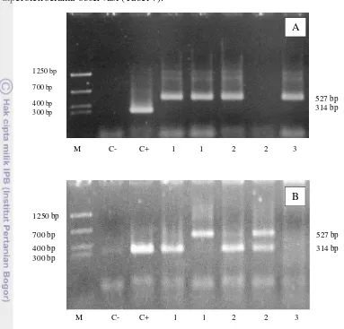 Gambar 11. Hasil pengujian PCR udang uji menggunakan kit PCR Nugen-IMNV. 