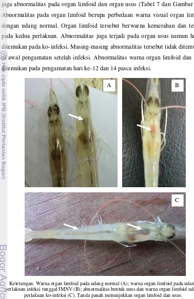 Gambar 13. Abnormalitas organ limfoid dan usus dengan observasi visual.  