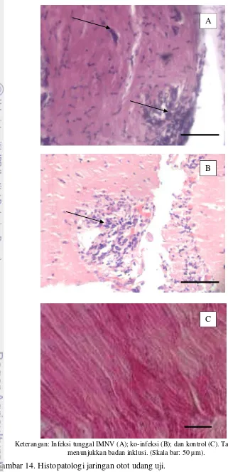 Gambar 14. Histopatologi jaringan otot udang uji.  