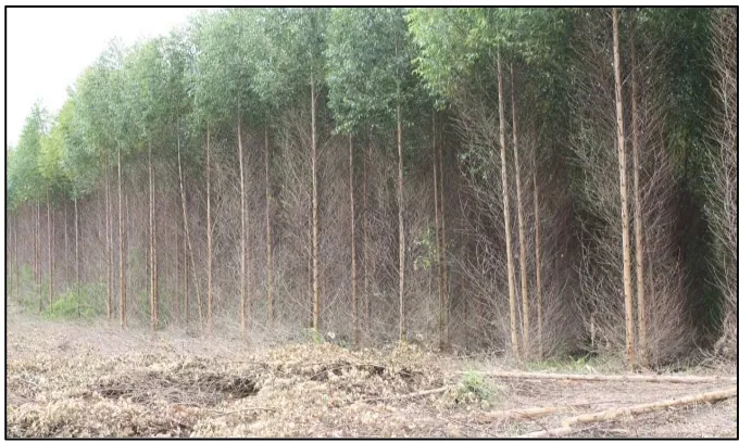 Tabel 11 Luas bidang dasar tanaman Eucalyptus grandis. 