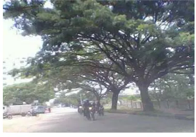 Gambar 5 Tanaman trembesi 