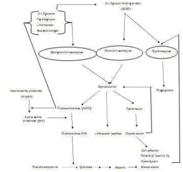 Gambar 1 Mekanisme sistem pertahanan pada krustasea (Smith et al. 2003) 