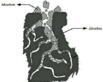 Gambar 4.2 Proses Biosorpsi Ni 2+ Kedalam Pori-Pori Biosorben (Sumber : Lestari, 2010) 