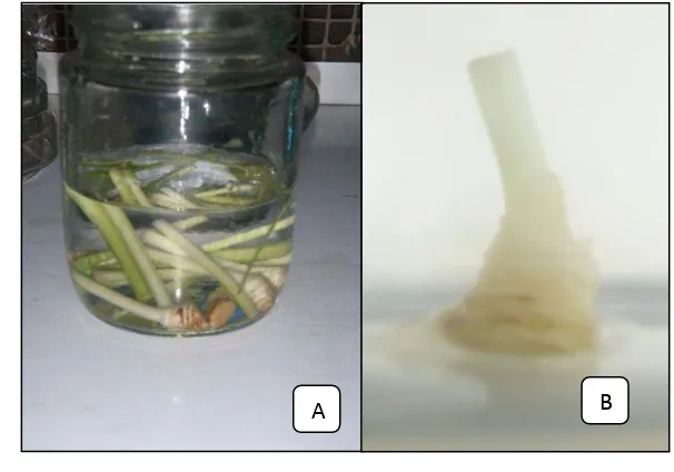 Gambar 6  Tunas terubuk:  A. tahap sterilisasi; B. dalam botol kultur 