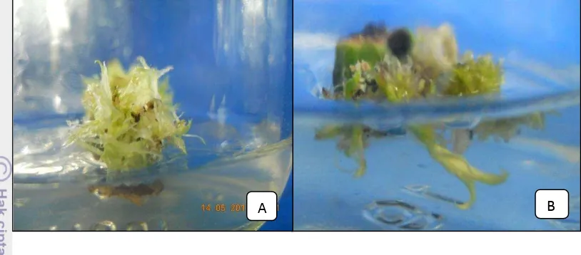 Gambar 12  Ukuran tunas terubuk: A. tunas utuh; B. tunas berukuran 1-3 cm;     