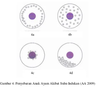 Gambar 4. Penyebaran Anak Ayam Akibat Suhu Indukan (AA 2009)  