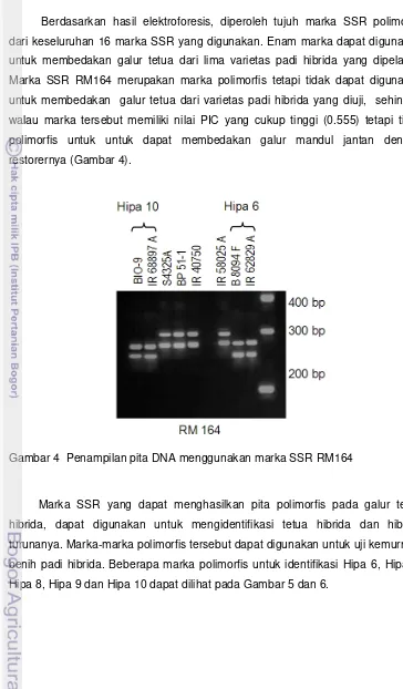 Gambar 4  Penampilan pita DNA menggunakan marka SSR RM164 