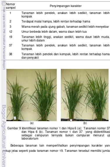 Tabel 10 Penyimpangan karakter pada tanaman sampel yang dinyatakan sebagai campuran pada grow out test Hipa 6 