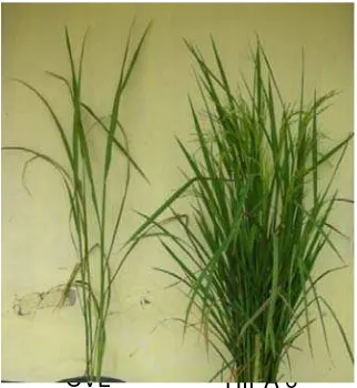Gambar 11 Uji kemurnian benih Hipa 7 dengan menggunakan marka RM206  pada gel agarose 3 %