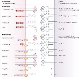 Gambar 5. Sel NK dan Reseptornya (Moffett-King, 2012)