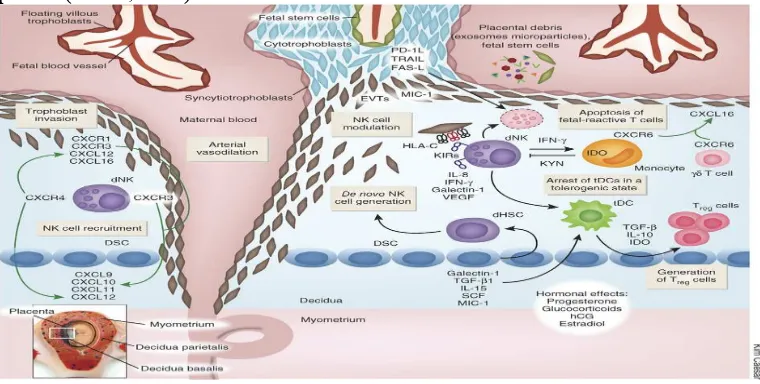 Gambar 2.4.1. HLA-E diekspresi di trofoblas (kim kaessar, 2010)Selama kehamilan, sistem imun ibu selalu mengadakan kontak