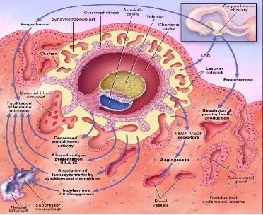 Gambar 2.1. Implantasi embrio (Errol, 2007)dalam endometrium. Implantasi pada manusia meliputi 3 fase, yaitu fase Iadalah awal blastocys pada dinding uterus, disebut aposisi, masih belumstabil