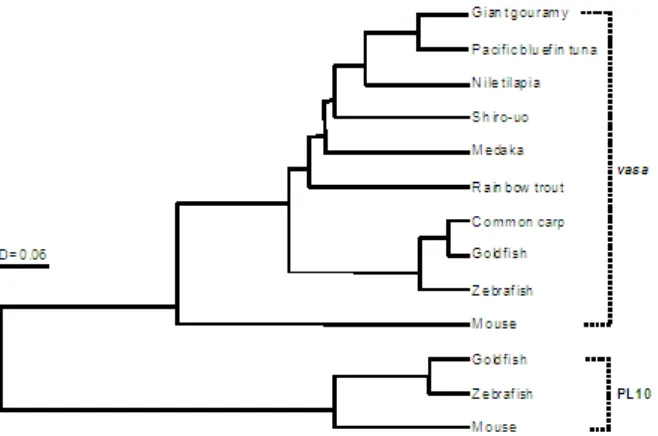 Figure 2. Phylogenic tree of the amino acid sequences of vasa and PL10 constructed using the UPGMA method