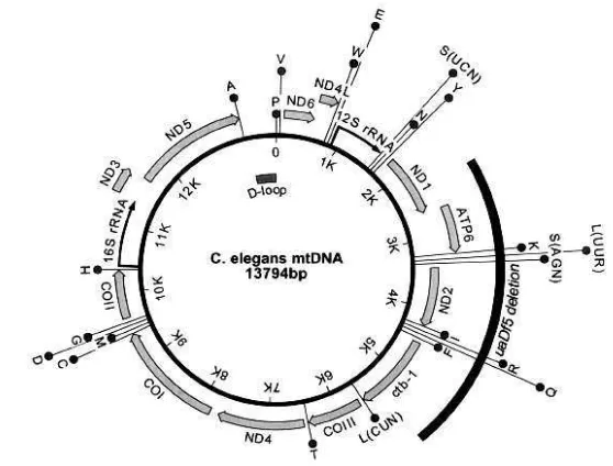 Gambar 6. Skema molekul sirkuler pada genom mitokondria (Lemire 2005) 