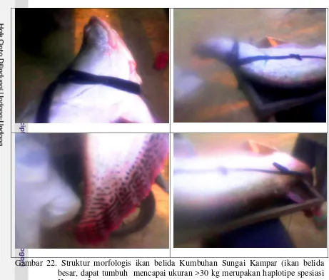 Gambar 22. Struktur morfologis ikan belida Kumbuhan Sungai Kampar (ikan belida 